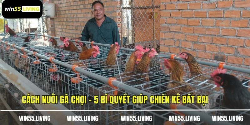 Cách Nuôi Gà Chọi