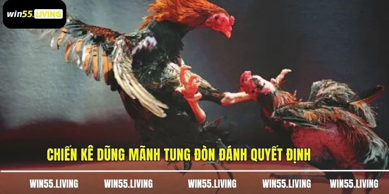 Chiến kê dũng mãnh tung đòn đánh quyết định