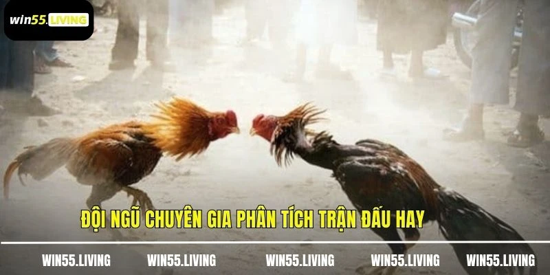 Đội ngũ chuyên gia phân tích trận đấu hay