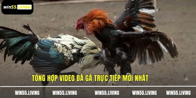 Tổng hợp video đá gà trực tiếp mới nhất