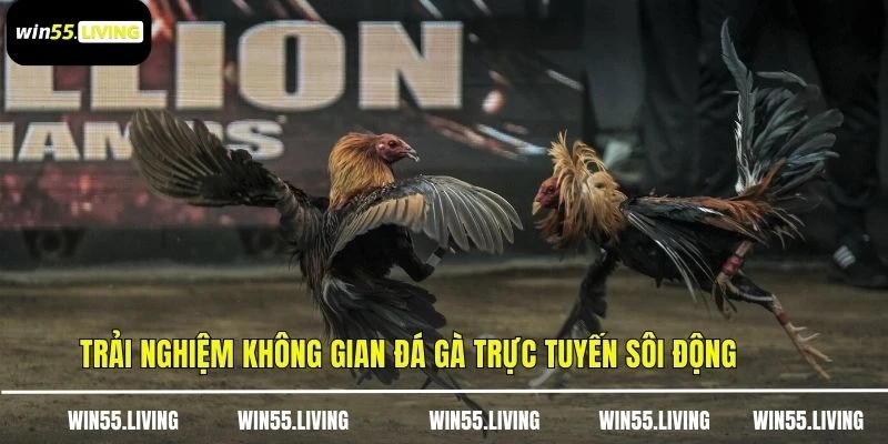 Trải nghiệm không gian đá gà trực tuyến sôi động